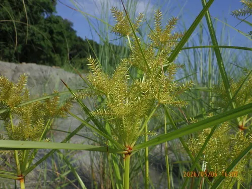 Finger Flatsedge — photo by 蔣孟