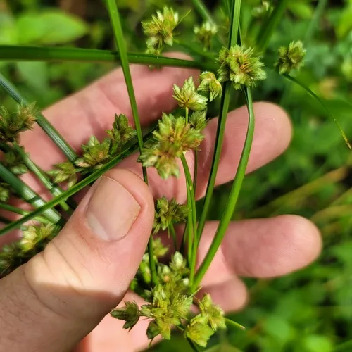 Swamp Flatsedge — photo by jlange