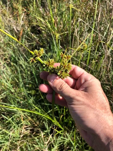 Drummond's Sedge — photo by Howard Horne