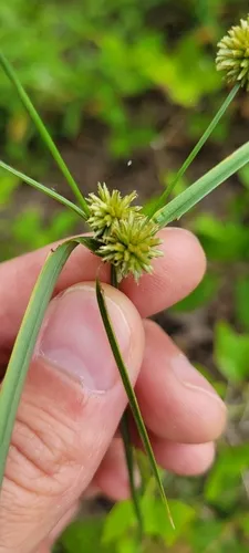 Globe Flatsedge — photo by dirtbagbotany