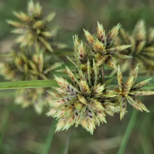 Royal Flatsedge — photo by David Willis