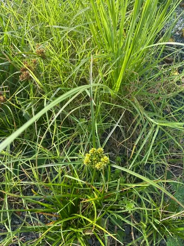 Tall Flatsedge — photo by Jack Warden