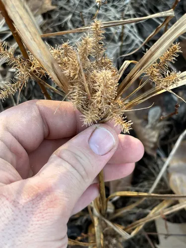 Redroot Flatsedge — photo by Chris Stahl