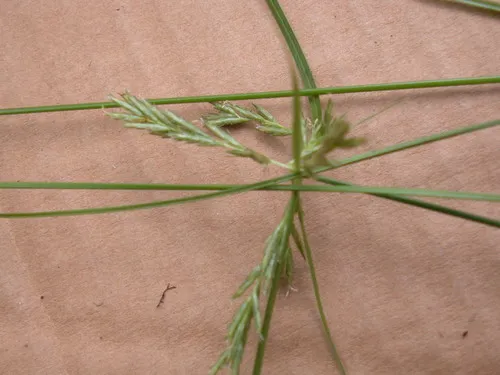 Alpine Flatsedge