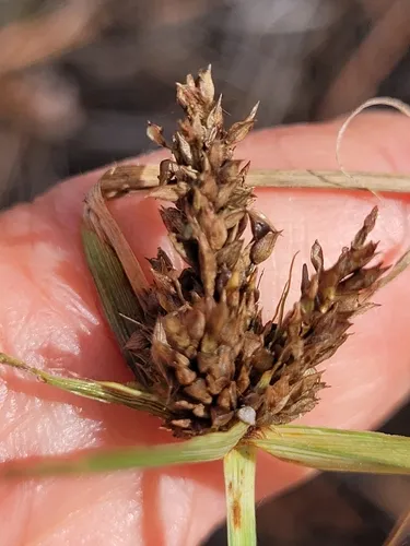 Fendler's Flatsedge — photo by Priscilla Titus