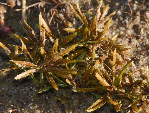 Fern Flatsedge — photo by Levi smith