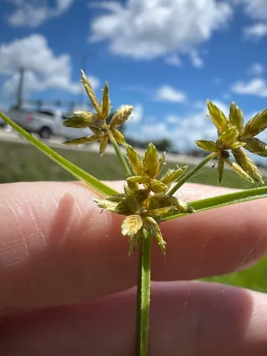 Yellow Flatsedge — photo by James K. Wetterer