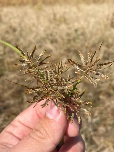 Whiteedge Flatsedge — photo by Dillon Freiburger