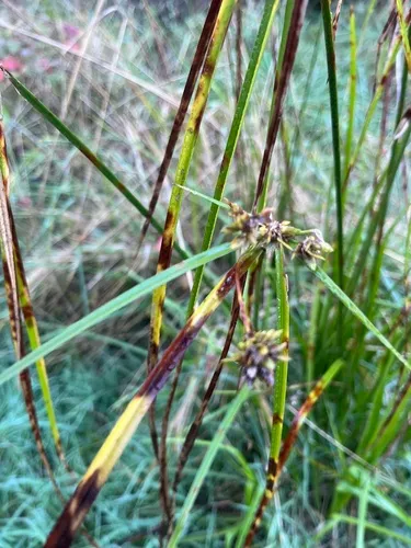 Brown Flatsedge — photo by Наталья Пикалова