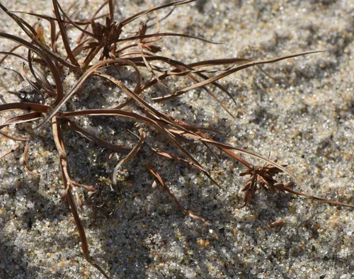 Gray's Flatsedge — photo by Levi smith