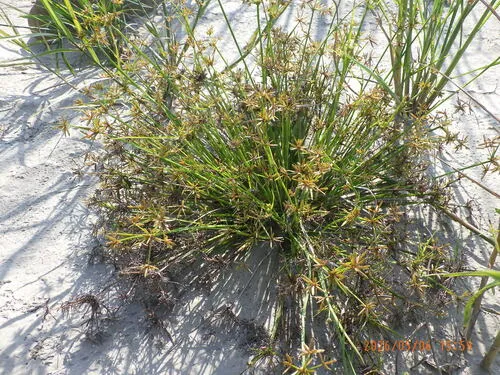 Haspan Flatsedge — photo by 蔣孟