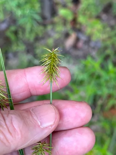 Bristly Flatsedge
