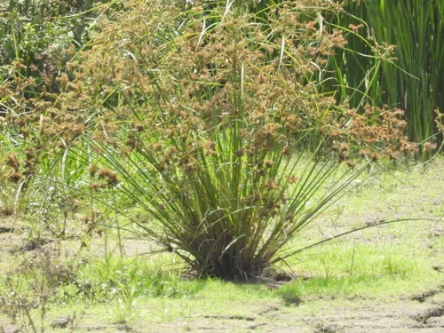 Shingle Flatsedge — photo by garlice99