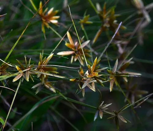Epiphytic Flatsedge — photo by Santiago Mailhos