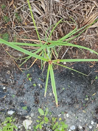 Alabama Swamp Flatsedge