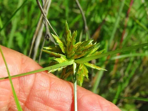 Great Plains Flatsedge (subsp. macilentus) — photo by Annika Lindqvist