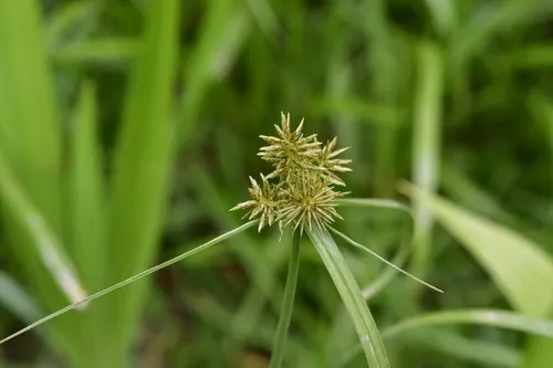 Spectacular Flatsedge — photo by Neptalí Ramírez Marcial