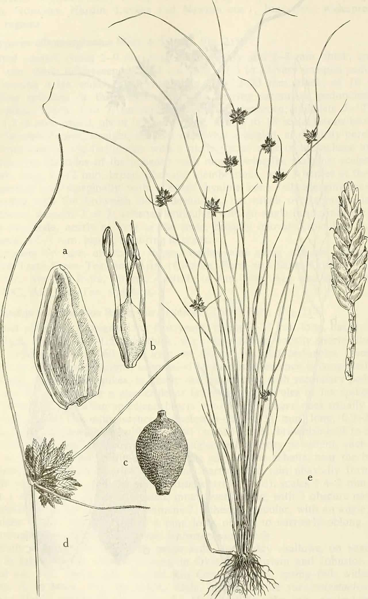 Black Flatsedge