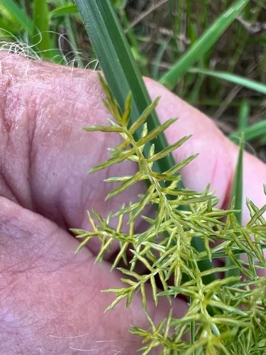 Fragrant Flatsedge