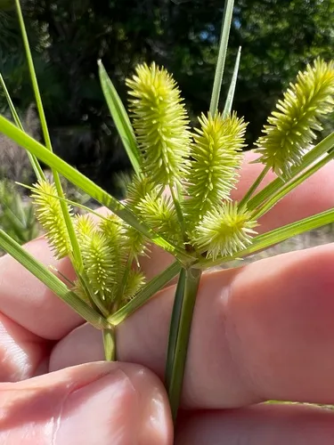 Ovateleaf Flatsedge — photo by James K. Wetterer