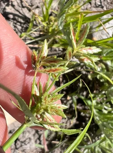Parish's Flatsedge — photo by titus9