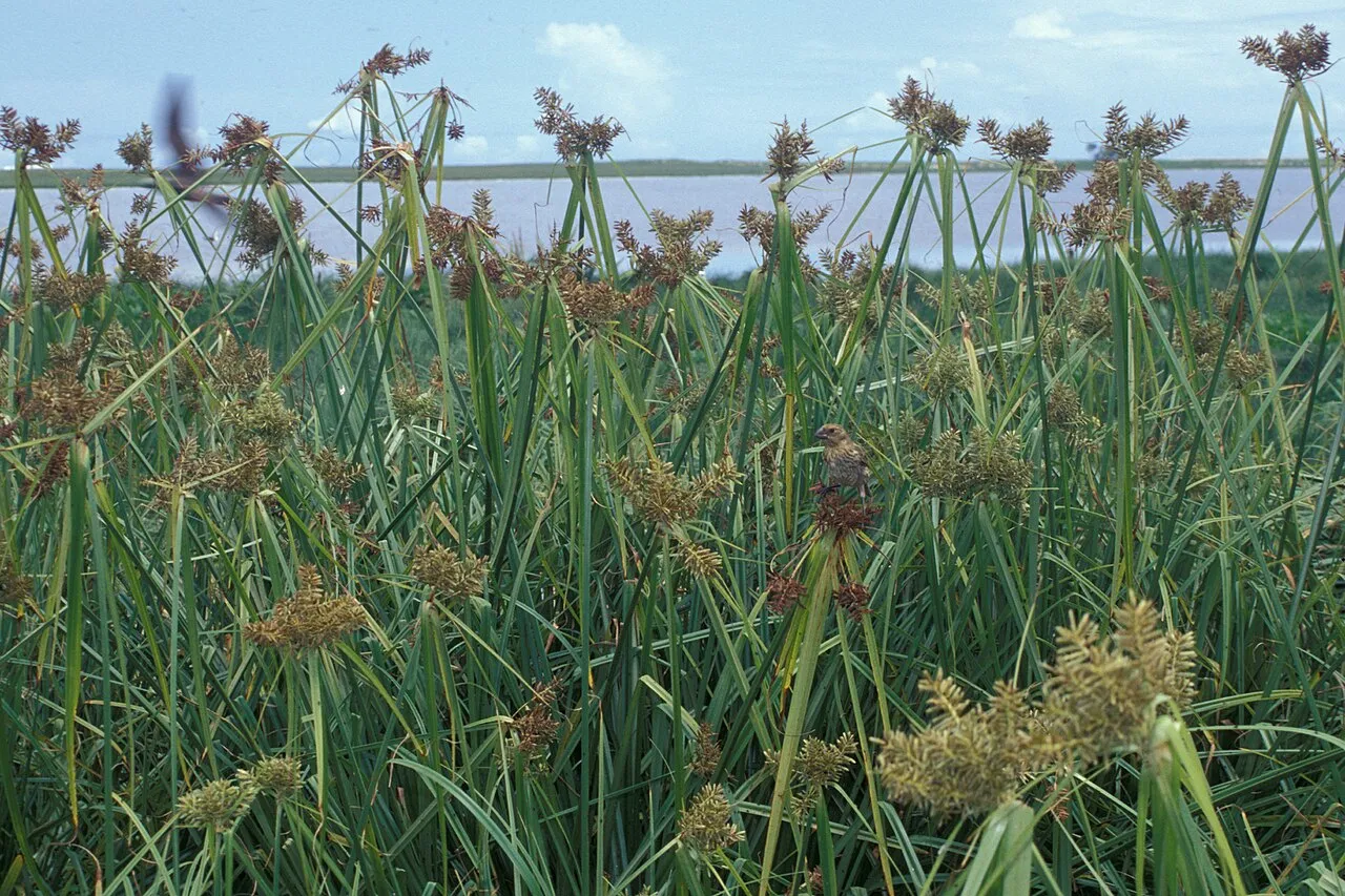 Coastal Flatsedge — photo by Forest & Kim Starr