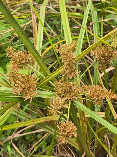 Fuzzy Flatsedge — photo by Nightcap Ranger