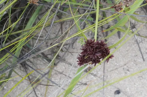 Flatleaf Flatsedge — photo by Braydon L