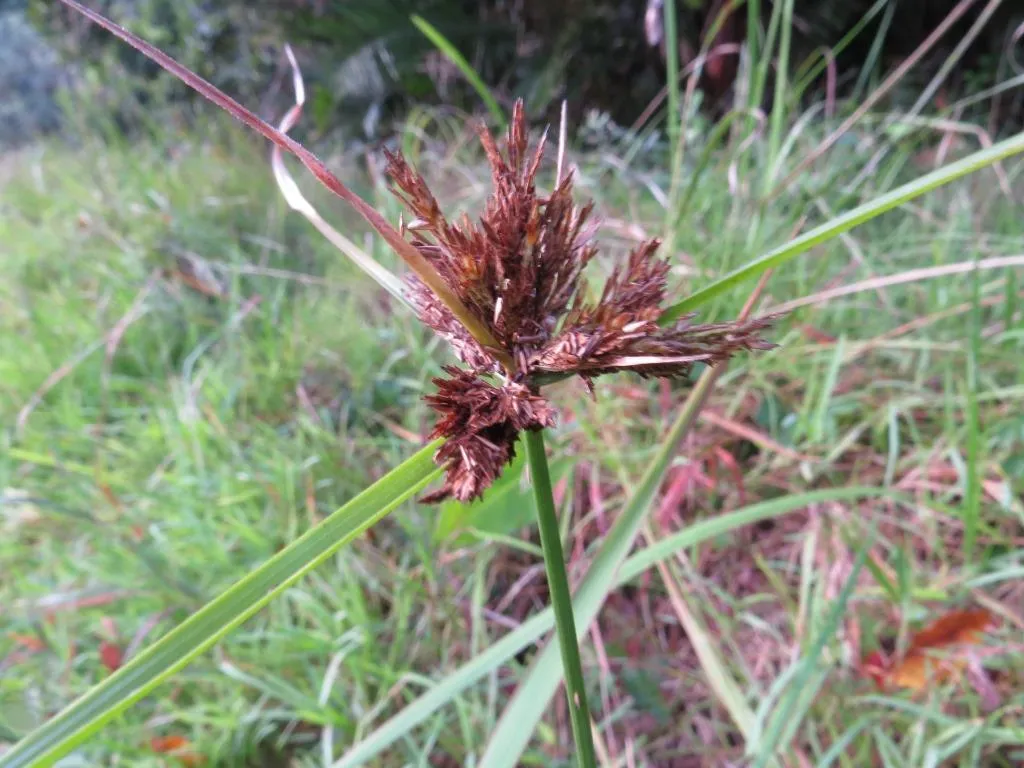 Manyspike Flatsedge (var. polystachyos) — photo by jaheymans