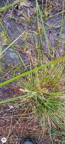 Manyspike Flatsedge — photo by p_ingscot