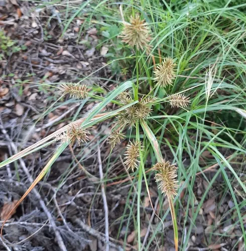 Flatsedge — photo by Jerry Morrisey