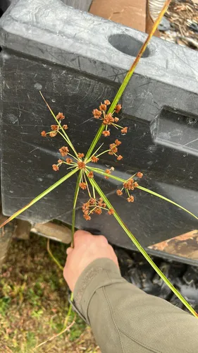 Marsh Flatsedge — photo by Kyle Filicky
