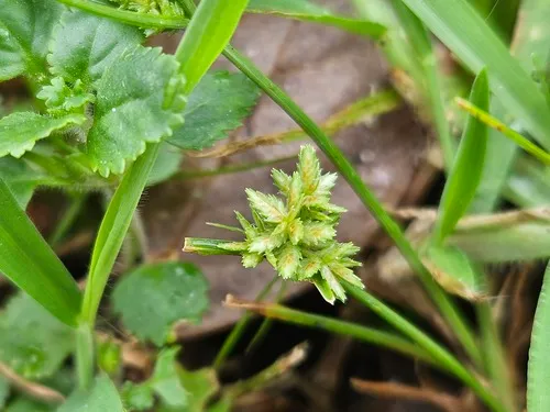 Low Flatsedge — photo by Guillaume Léotard