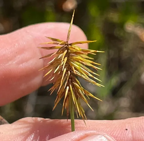 Rough Flatsedge — photo by Trently,Allan J
