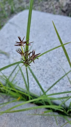Nutgrass — photo by Emili García-Berthou