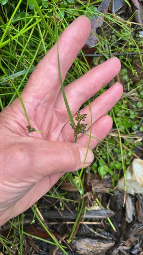 Purpleglume Flatsedge — photo by bronwyn_m
