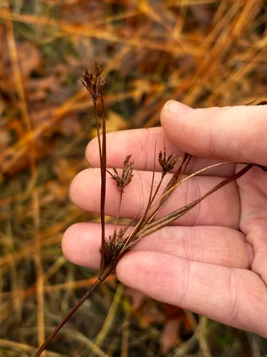 Schweinitz's Flatsedge — photo by janelew