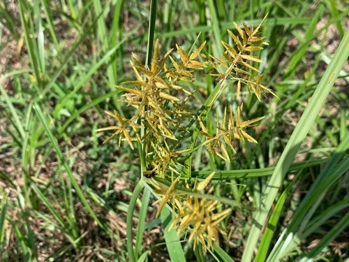 Lean Flatsedge — photo by Shannon @DirtNKids