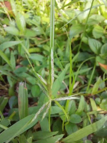 Roadside Flatsedge — photo by carole_bgnt