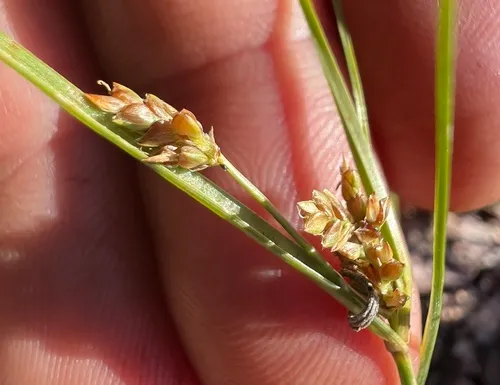 Rusby's Flatsedge — photo by titus9