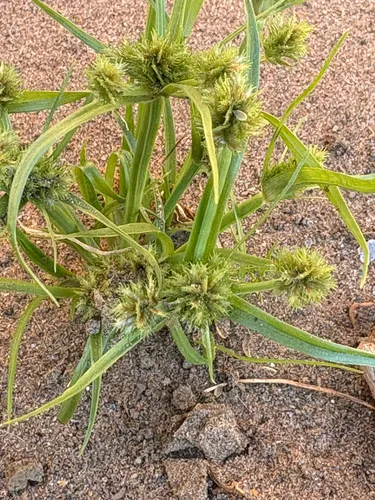 Bearded Flatsedge