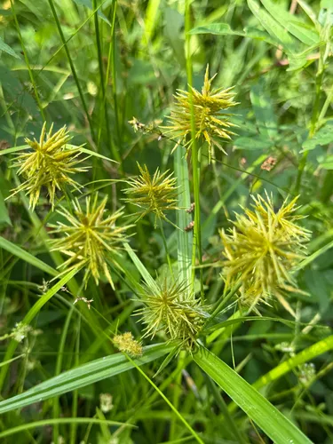 Strawcolored Flatsedge — photo by alice2019