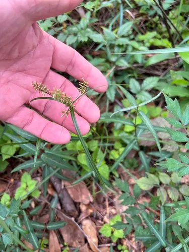 Southern Flatsedge — photo by embrenhar