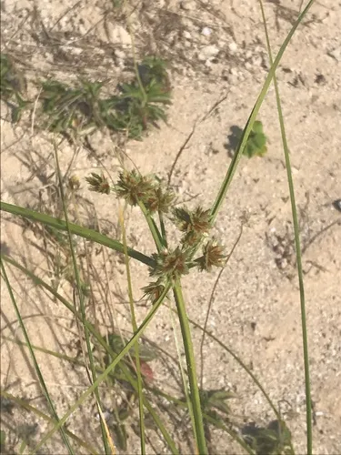 Sticky Flatsedge — photo by Donna Pomeroy