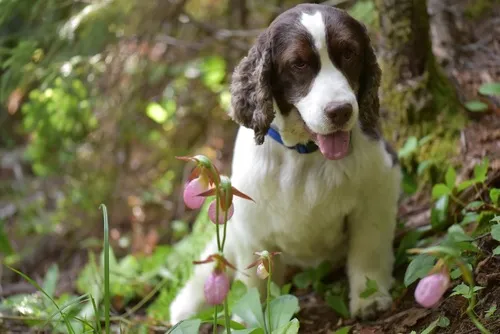 Moccasin Flower — photo by arethusa