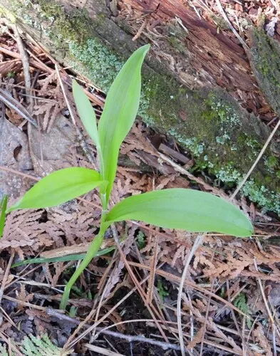Ram's Head Lady's Slipper — photo by Michael John Oldham