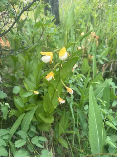 California Lady's Slipper