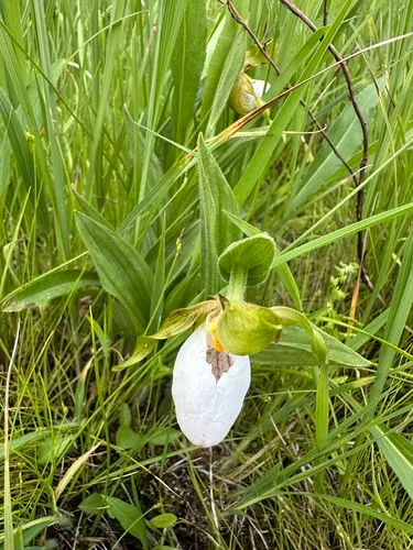 White Lady's Slipper — photo by zancat