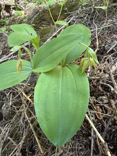 Clustered Lady's Slipper