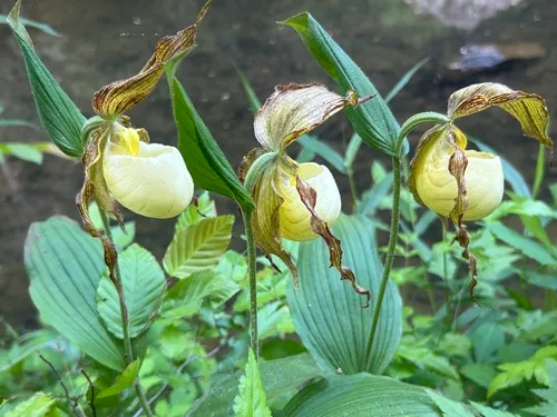 Kentucky Lady's Slipper